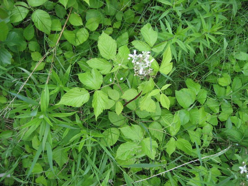 Rubus allegheniensis, photographed by rboles