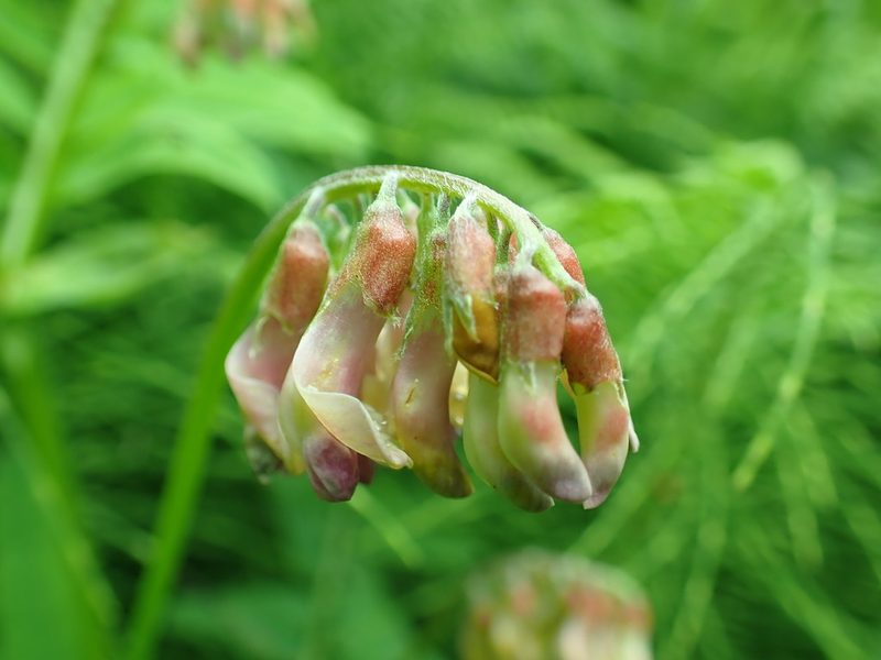 Vicia ramosissima, photographed by James H. Thomas