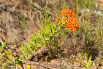 Asclepias tuberosa, photographed by evangrimes