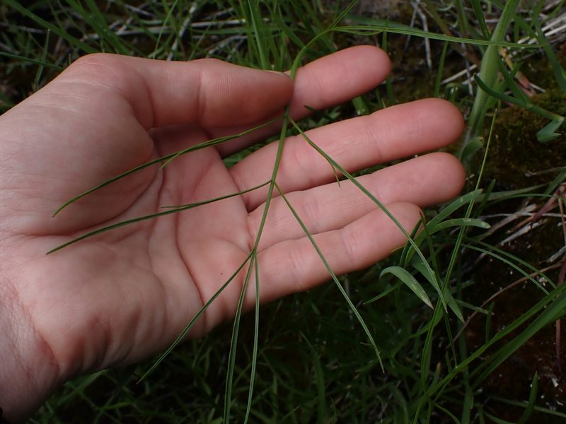 Perideridia gairdneri, photographed by Julia Carr