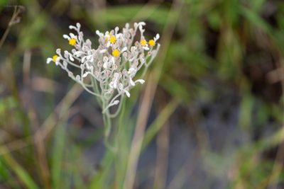 Lophiola aurea, photographed by evangrimes