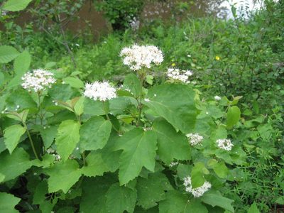 Viburnum acerifolium, photographed by rboles