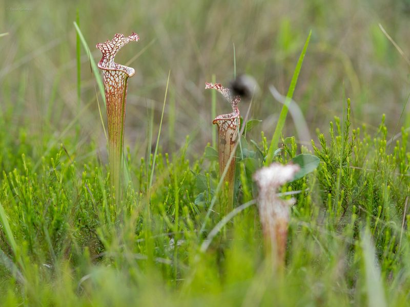 Sarracenia leucophylla, photographed by evangrimes