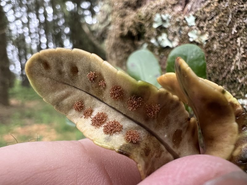 Polypodium scouleri, photographed by James H. Thomas