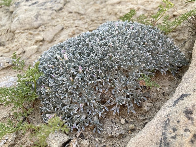 Astragalus hyalinus, photographed by Cecelia Alexander