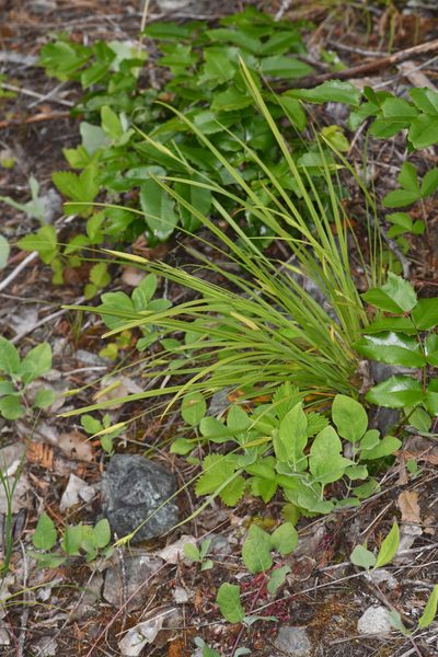 Carex cordillerana, photographed by Trevor Van Loon