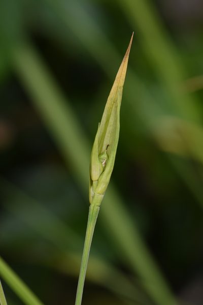 Carex cordillerana, photographed by Trevor Van Loon