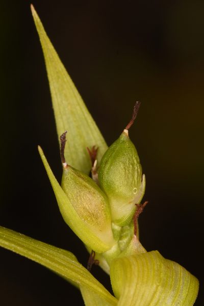 Carex cordillerana, photographed by Trevor Van Loon