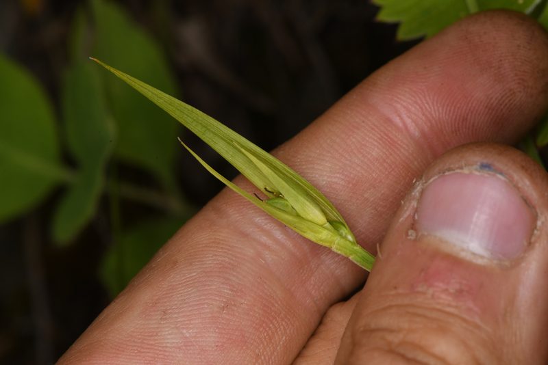 Carex cordillerana, photographed by Trevor Van Loon