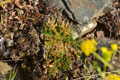 Selaginella scopulorum, photographed by Julia Carr