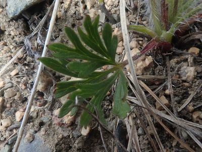 Anemone multifida, photographed by F Quiec