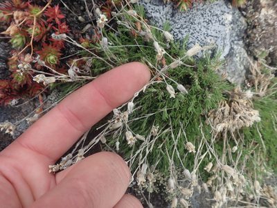 Cherleria obtusiloba, photographed by F Quiec