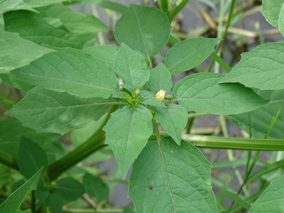 Physalis angulata