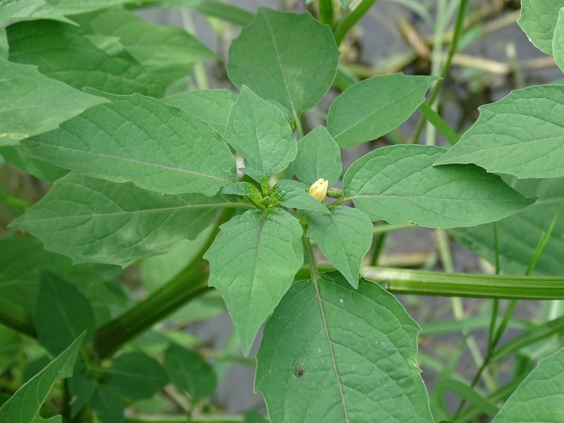 Physalis angulata, photographed by 雲一百香果