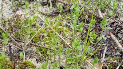 Arenaria serpyllifolia, photographed by Tatiana Strus