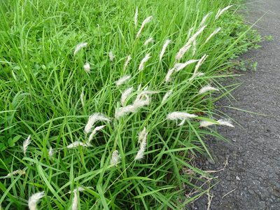 Imperata cylindrica, photographed by 雲一百香果