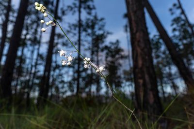 Asclepias cinerea, photographed by evangrimes