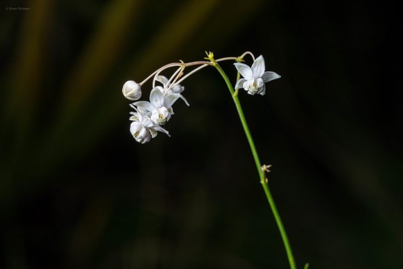 Asclepias cinerea, photographed by evangrimes