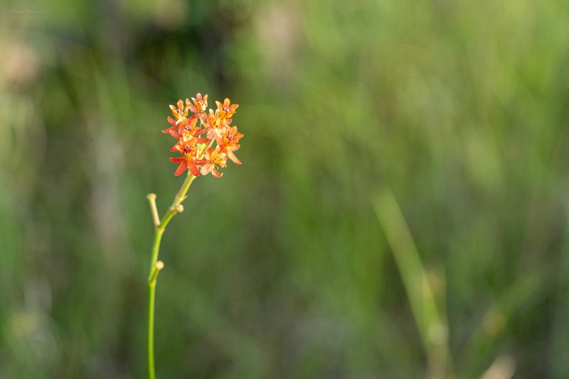 Asclepias lanceolata, photographed by evangrimes