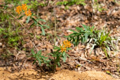 Asclepias tuberosa, photographed by evangrimes