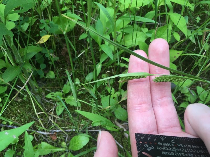 Carex granularis, photographed by harrier