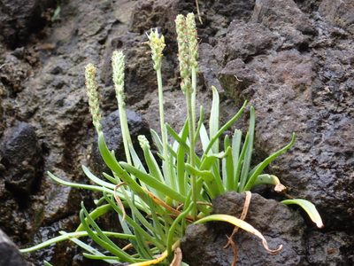 Plantago maritima
