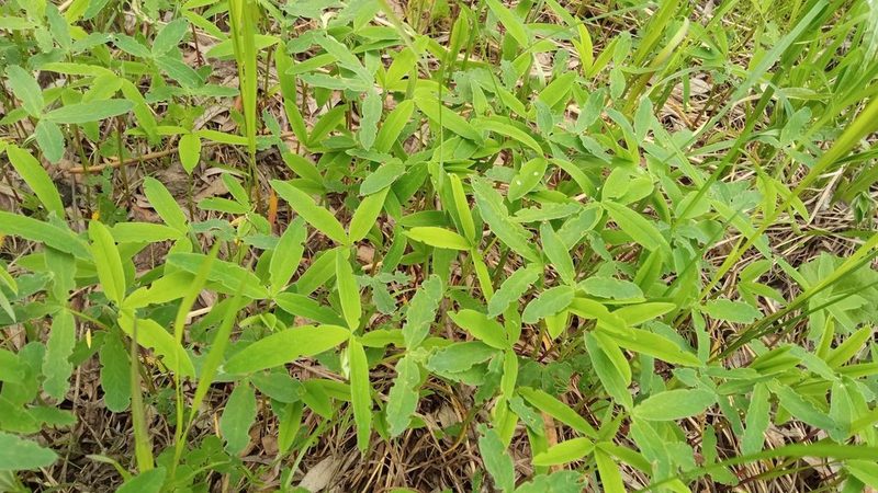 Trifolium medium, photographed by Tatiana Strus