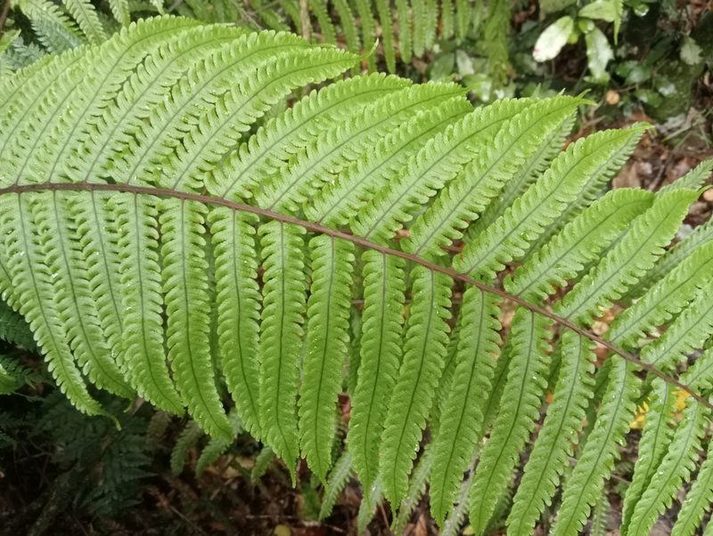 Pakau pennigera, photographed by John Barkla