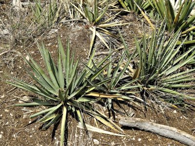 Yucca baccata
