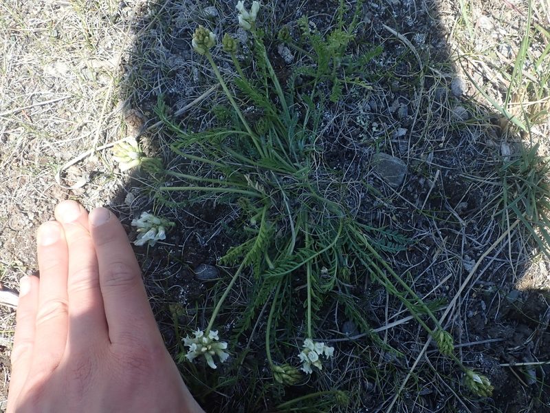 Oxytropis borealis, photographed by F Quiec