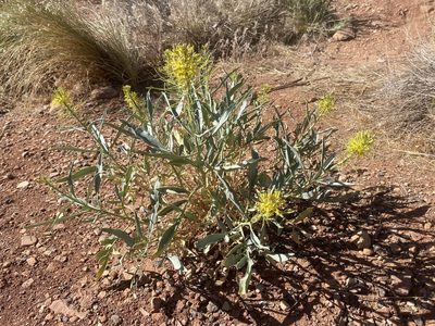 Stanleya pinnata, photographed by Parker Hopkins