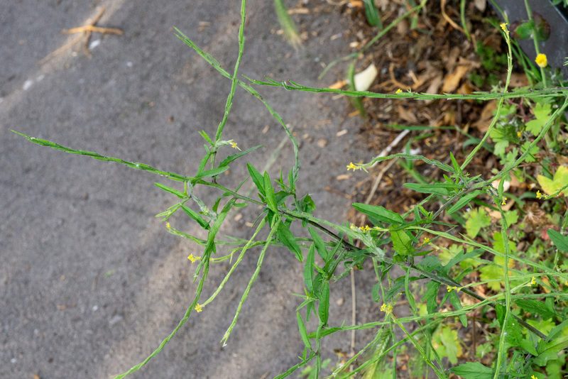 Sisymbrium officinale, photographed by Andrew Skotnicki