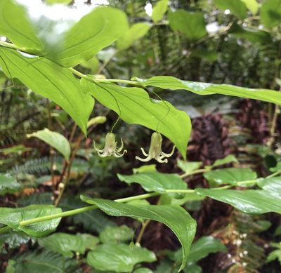 Streptopus amplexifolius, photographed by Hannah Hickli