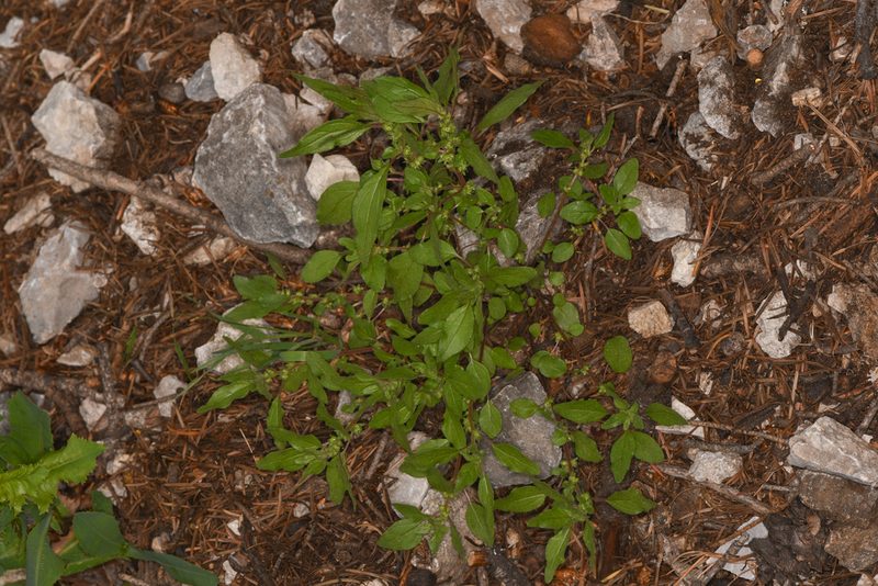 Parietaria pensylvanica, photographed by Trevor Van Loon
