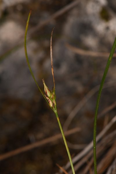 Carex rossii, photographed by Trevor Van Loon