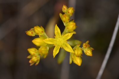 Sedum lanceolatum, photographed by Trevor Van Loon