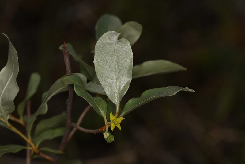 Elaeagnus commutata, photographed by Trevor Van Loon