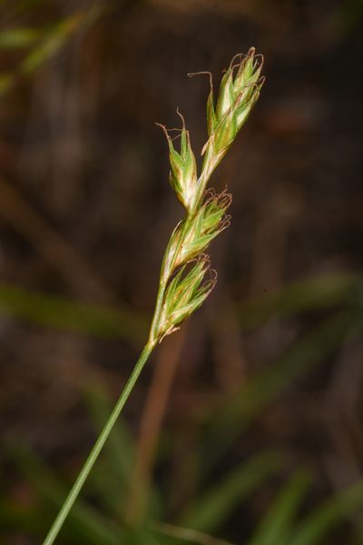Carex petasata, photographed by Trevor Van Loon