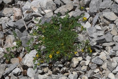 Corydalis aurea