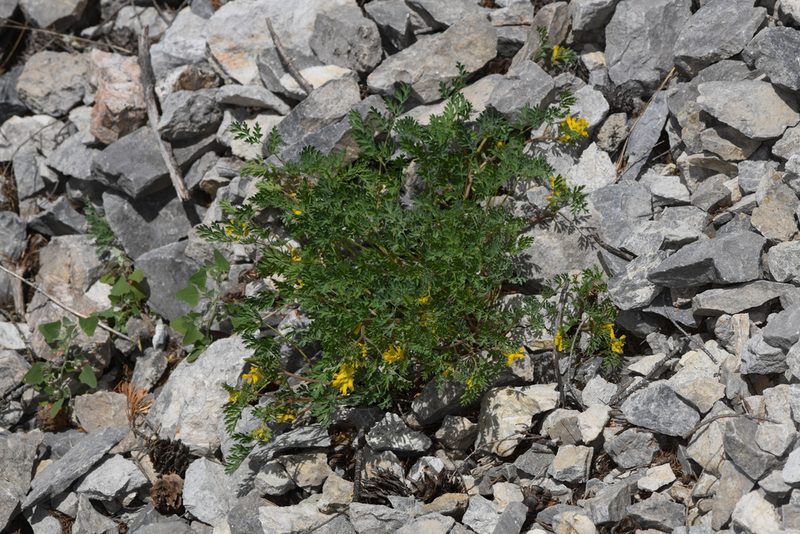 Corydalis aurea, photographed by Trevor Van Loon