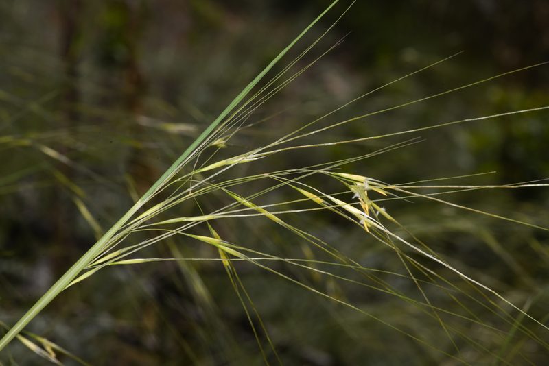 Hesperostipa comata, photographed by Trevor Van Loon