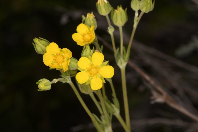 Potentilla pensylvanica, photographed by Trevor Van Loon