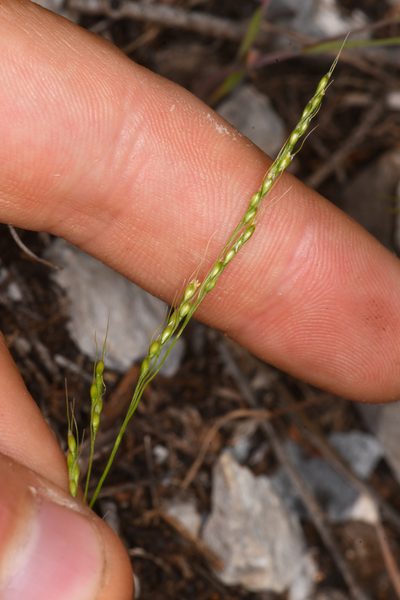 Piptatheropsis micrantha, photographed by Trevor Van Loon