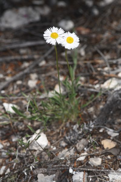 Erigeron flagellaris, photographed by Trevor Van Loon