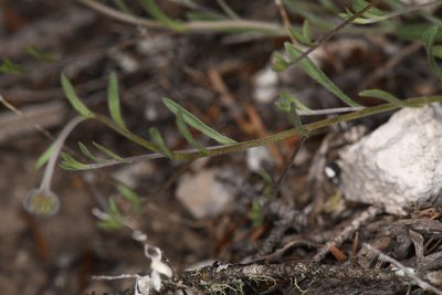 Erigeron flagellaris, photographed by Trevor Van Loon