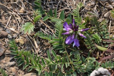 Astragalus alpinus, photographed by Syd Cannings