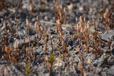 Equisetum arvense, photographed by Syd Cannings