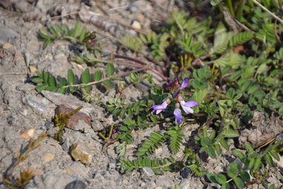 Astragalus alpinus