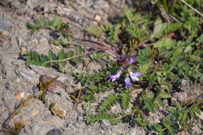 Astragalus alpinus, photographed by Syd Cannings