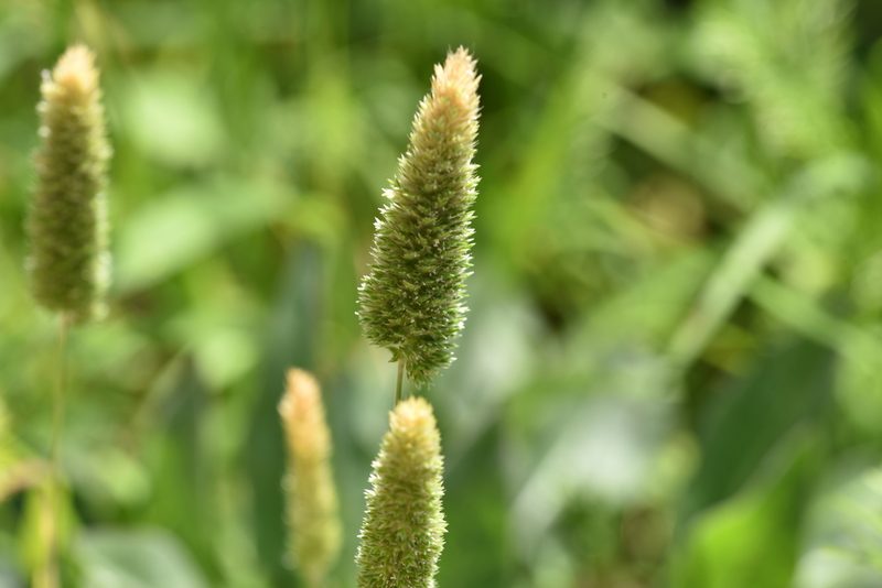 Rostraria cristata, photographed by Jacqueline Jeanne